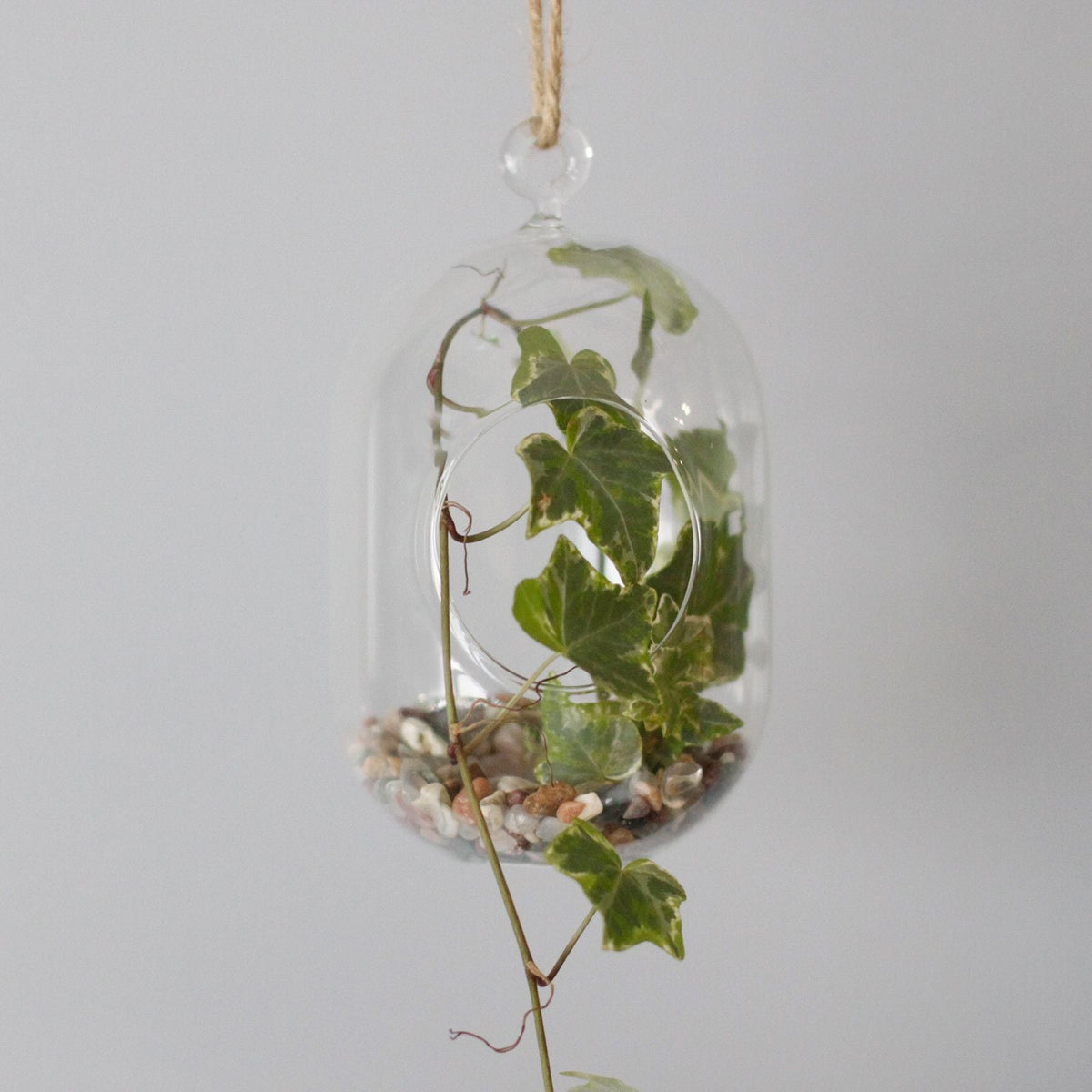 All Glass Terrarium - Oval Hanging Bowl