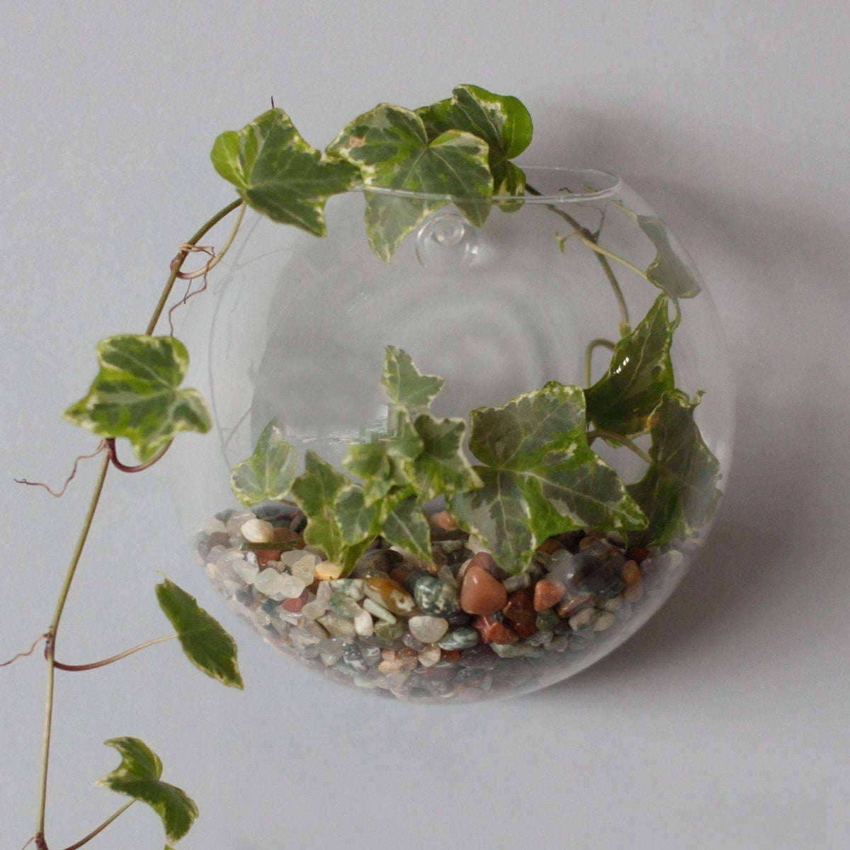All Glass Terrarium - Small Hanging Wall Bowl