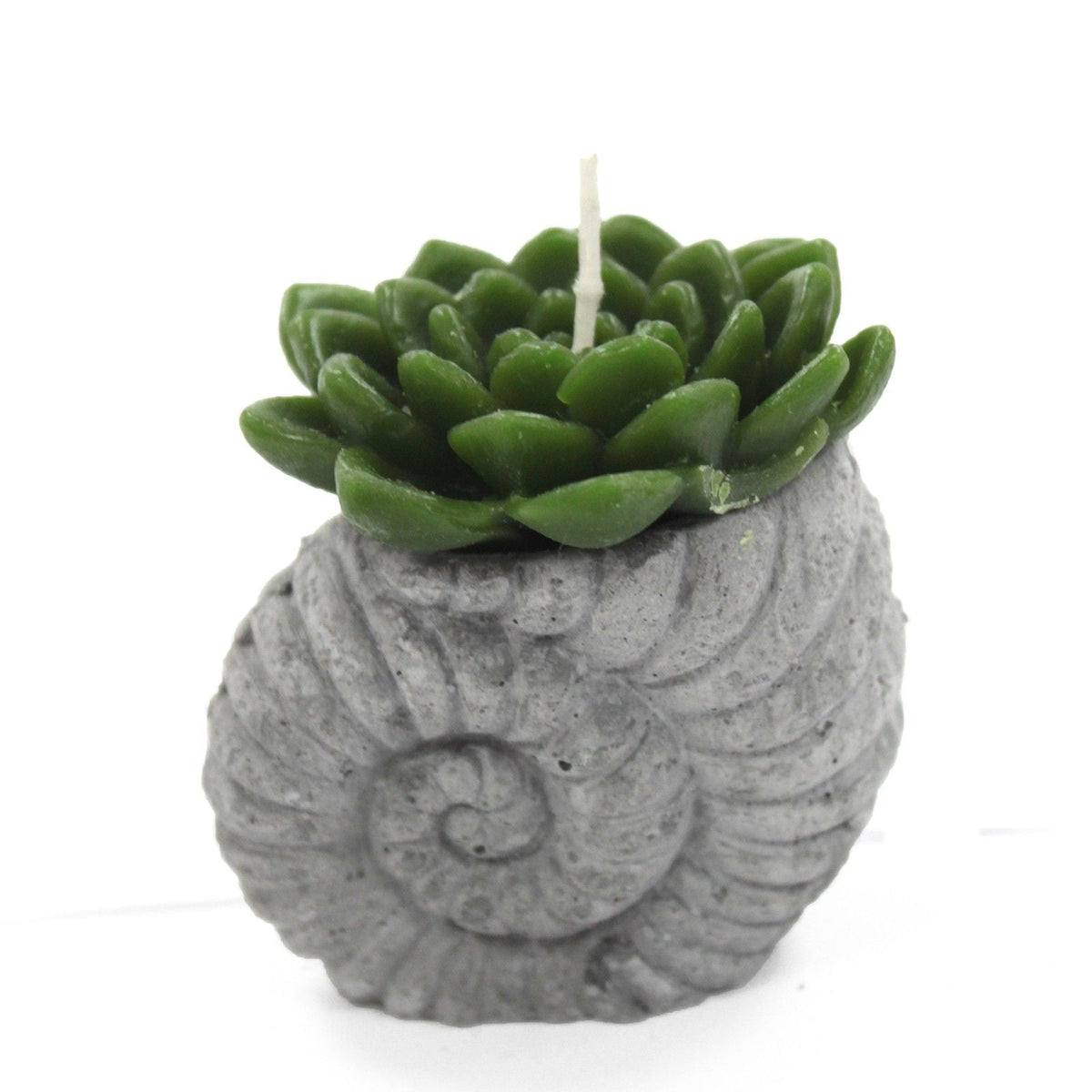 Cactus Candles - Shell Pot (asst) Display