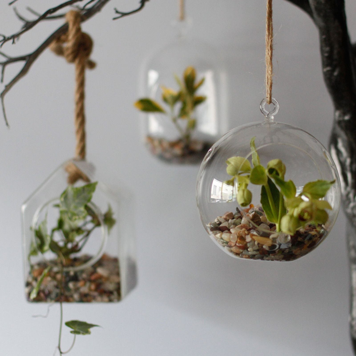 All Glass Terrarium - Globe Hanging Bowl