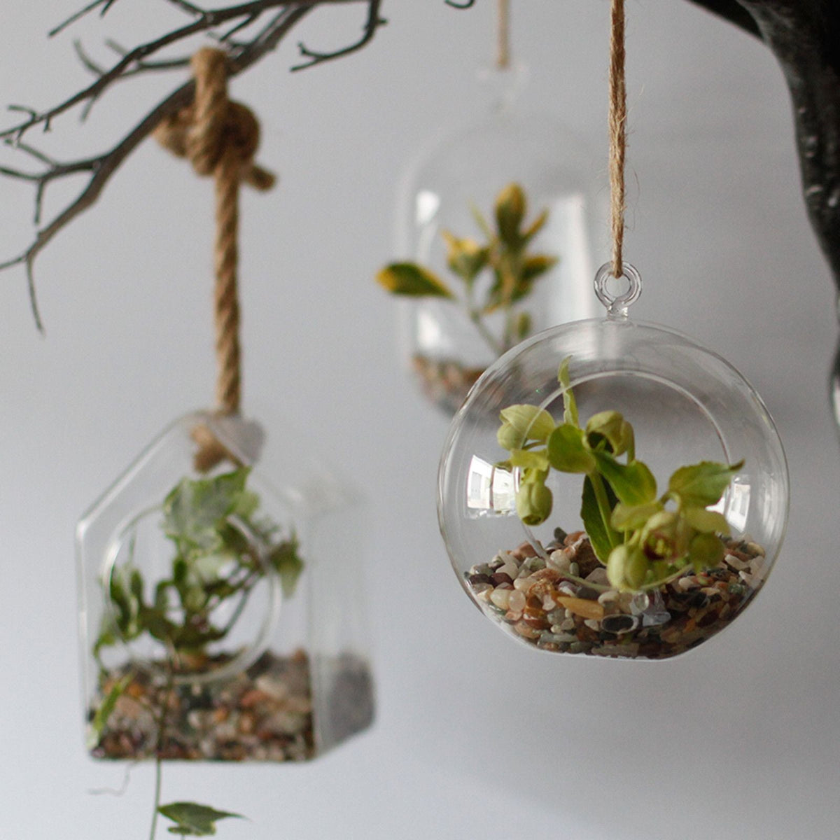 All Glass Terrarium - Hanging Teardrop on Rope
