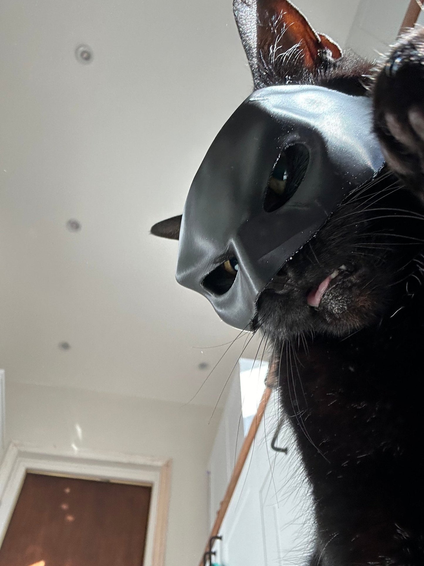 Bat Cat Cosplay Mask – Funny Cat Costume for TikTok, Halloween, Pet Cosplay, Hero Villain Dress Up