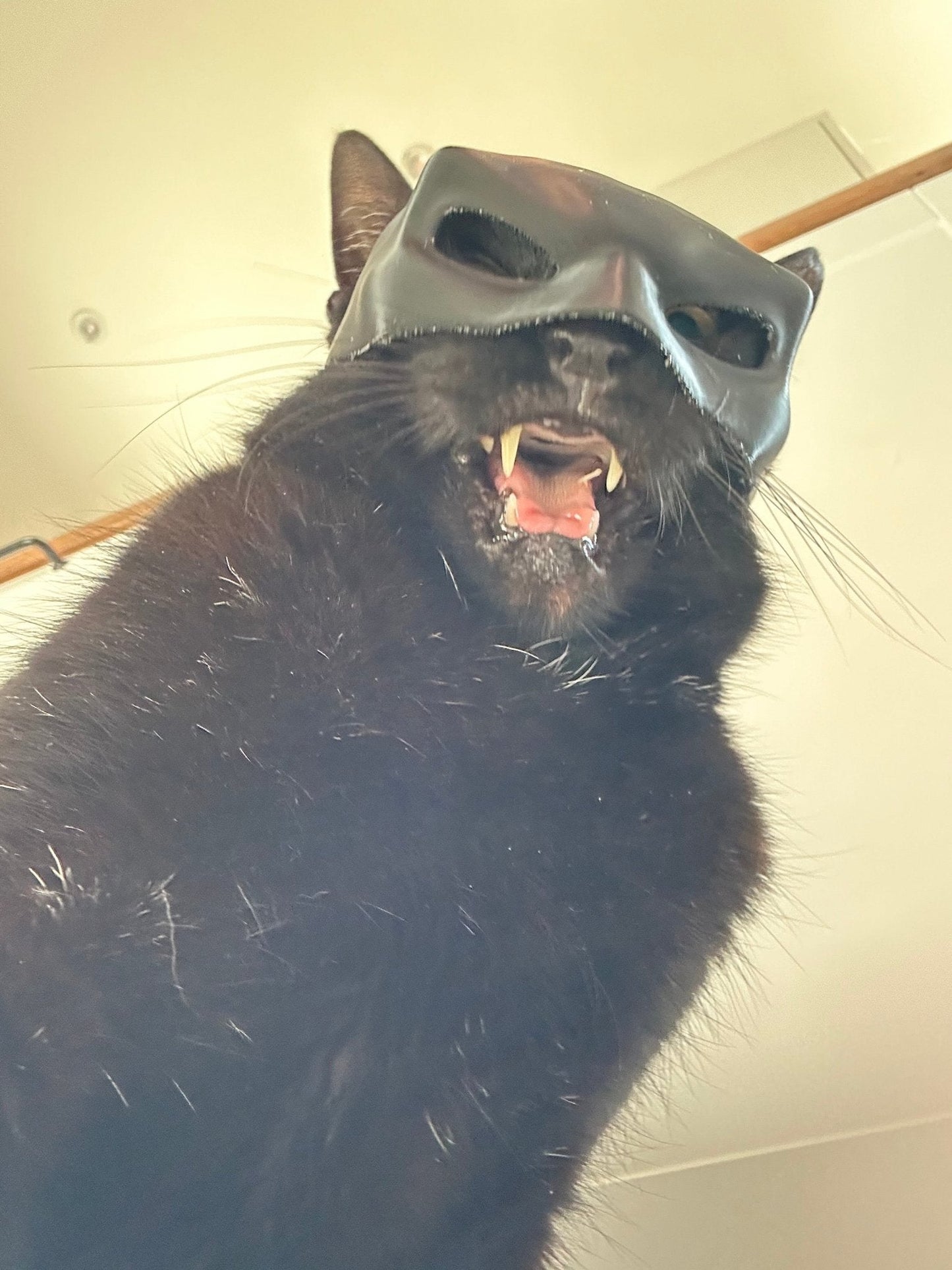 Bat Cat Cosplay Mask – Funny Cat Costume for TikTok, Halloween, Pet Cosplay, Hero Villain Dress Up