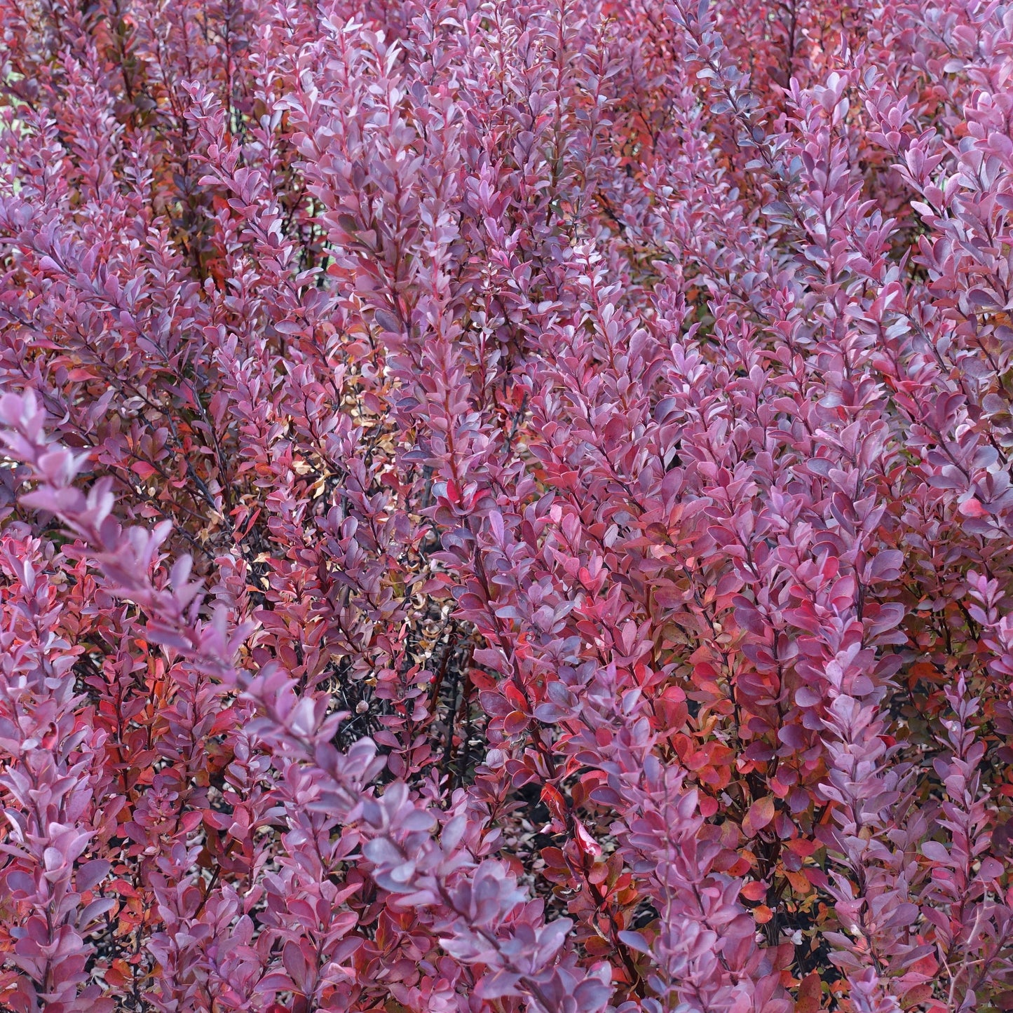 Berberis atropurpureum - Purple Barberry (10 Plants)