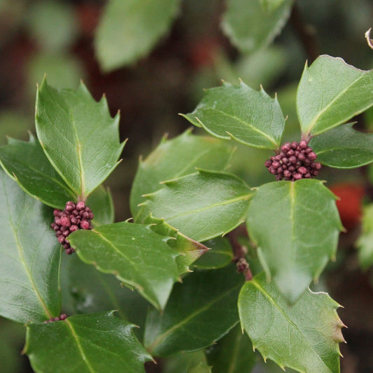 Ilex meserveae 'Blue Prince' Holly 2L (AUTUMN SALE)