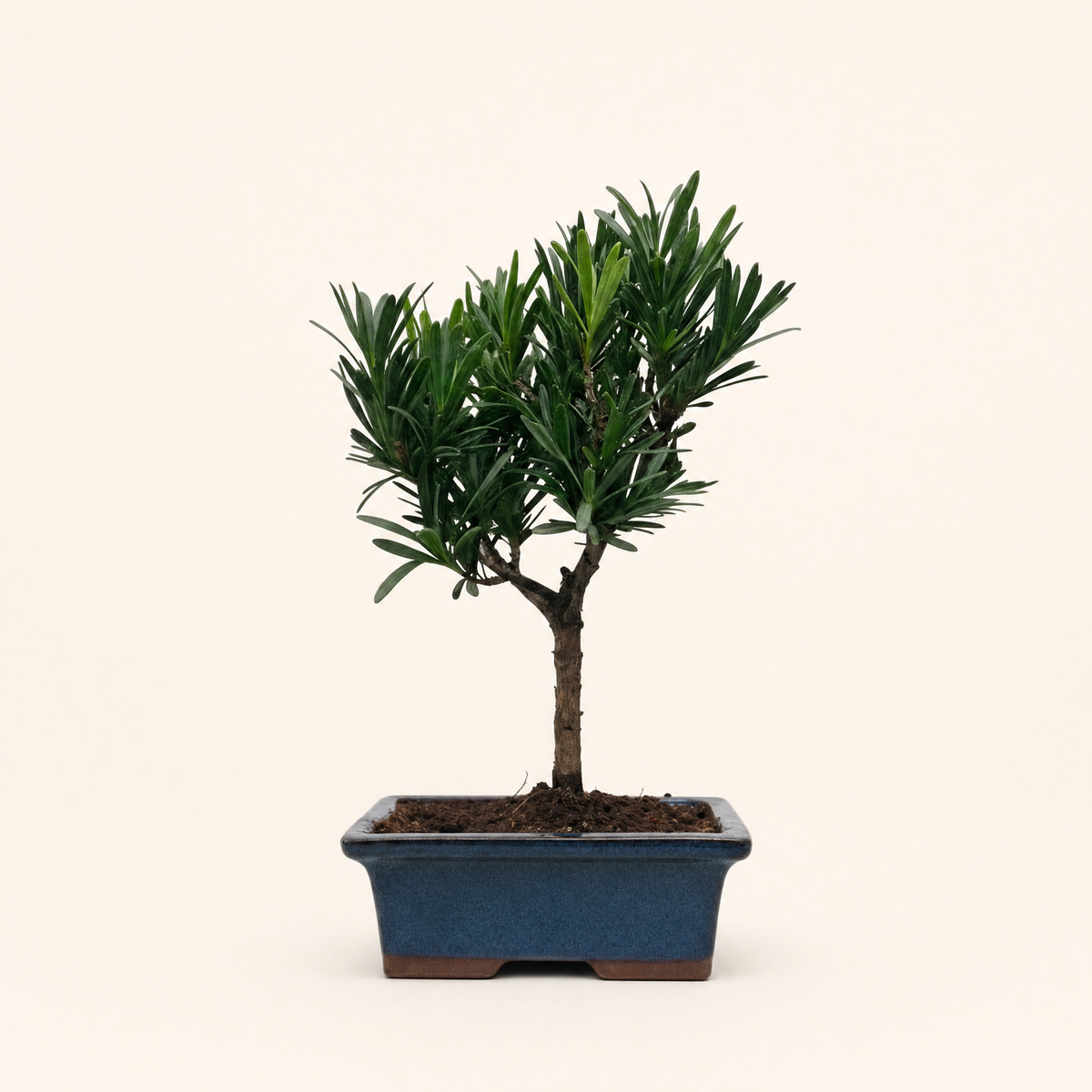 Buddhist Pine (Podocarpus Micro) Bonsai Tree | Broom | In 15cm Pot