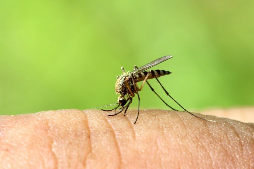 Bug Oil Natural Insect Repellent Citronella Peppermint Lavender Vegan & Handmade
