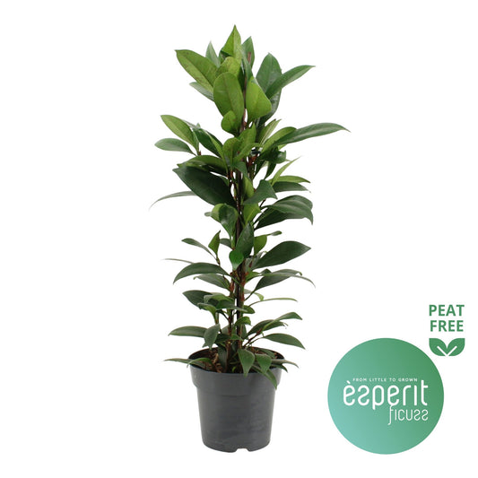 Ficus Cyathistipula Compacta