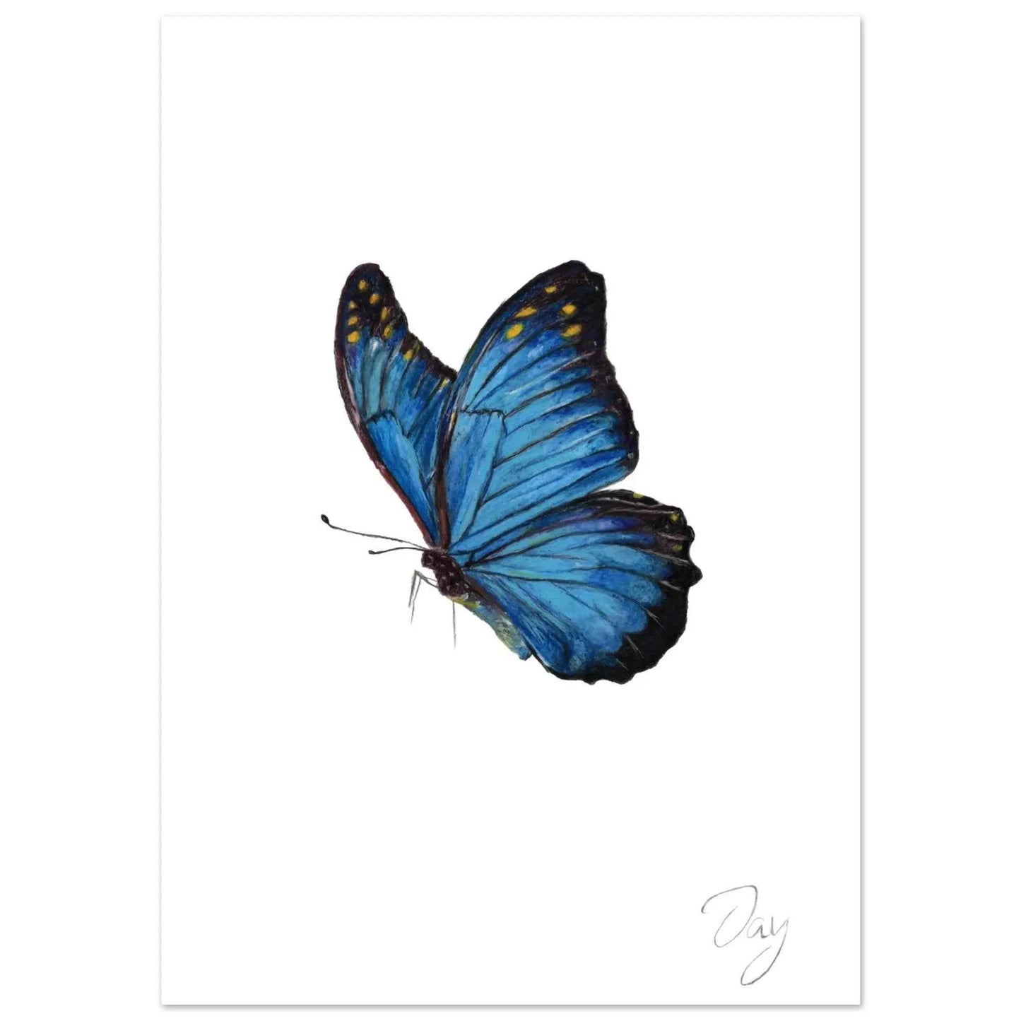 Blue Butterfly Signed Print (A4)