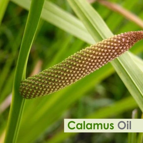 Calamus Oil (Acorus Calamus) Therapeutic Essential Oil – Salvia Amber Bottle 30ML
