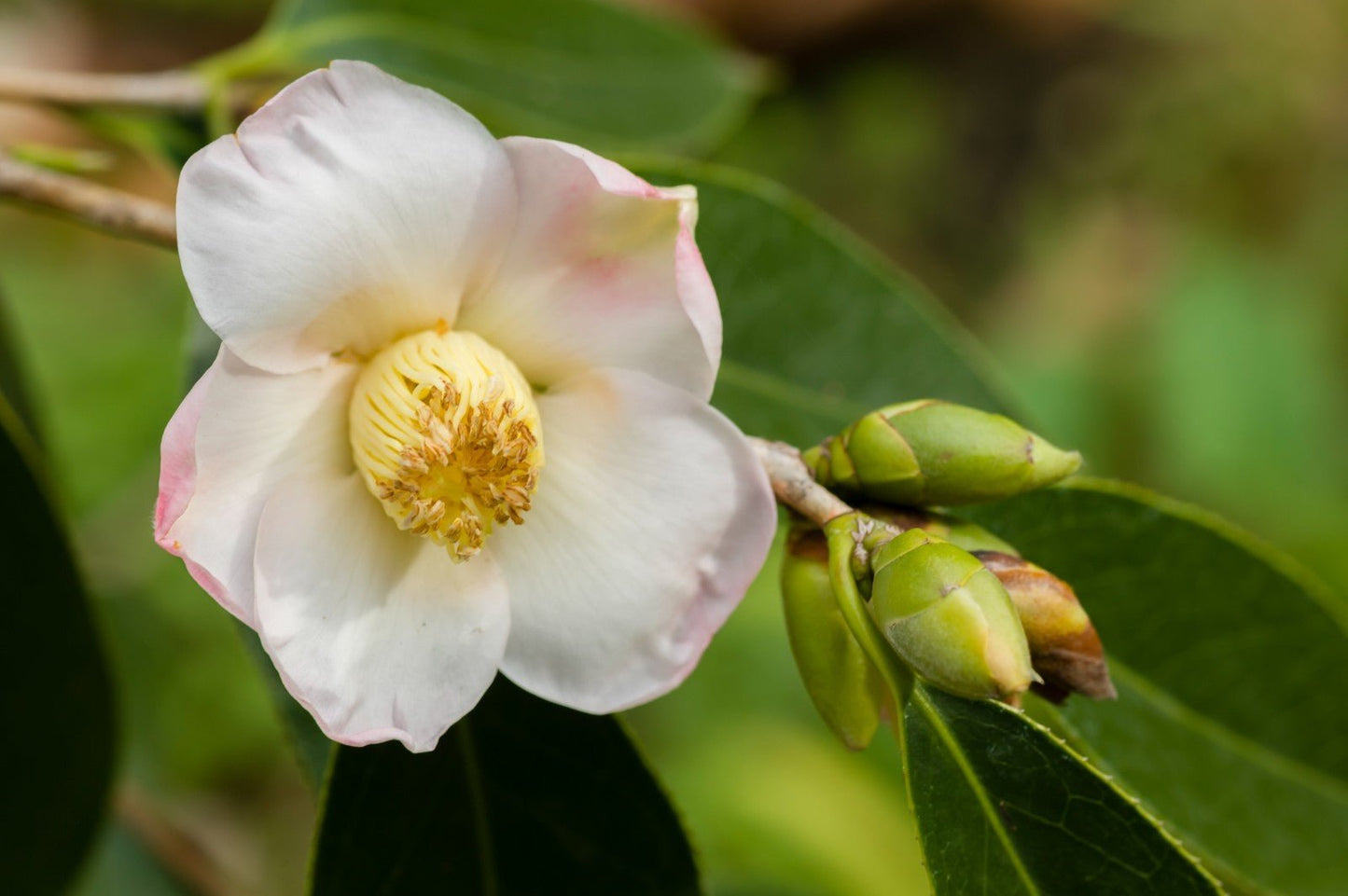 Camellia Oil – Moisturising Face, Hair & Skin – Anti-Ageing & Massage Oil