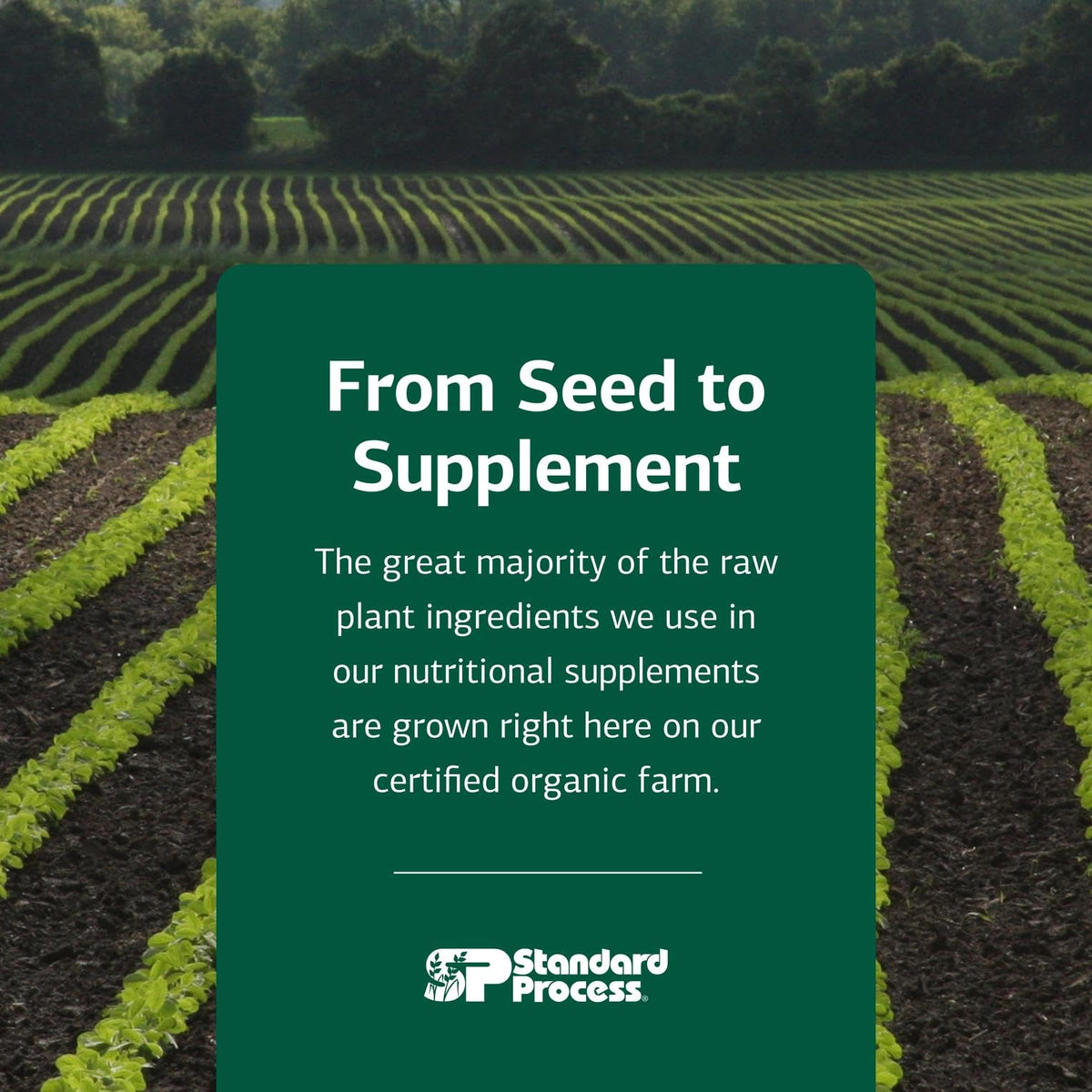 Cataplex E by Standard Process – Whole Food RNA Supplement & Antioxidant (90 Tablets)