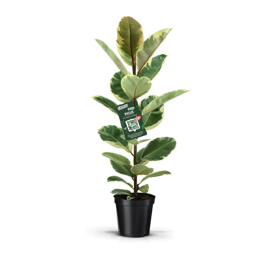 Ficus El Tineke