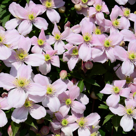 Clematis montana 'Pink Perfection' 60cm