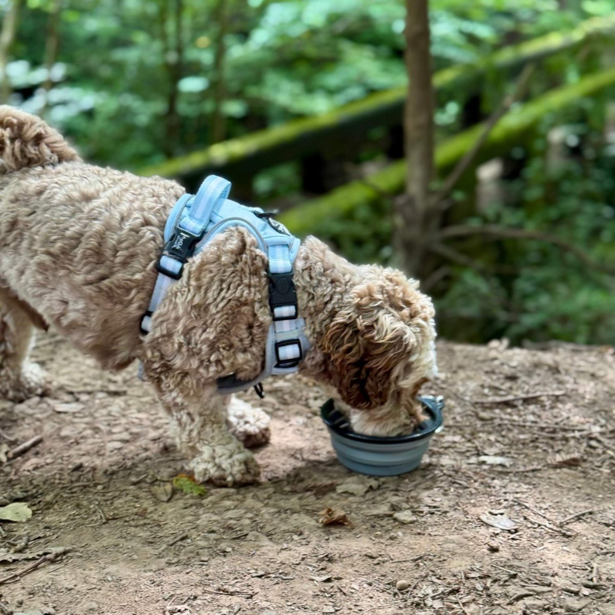 PCC - Collapsible Dog Bowl - Grey
