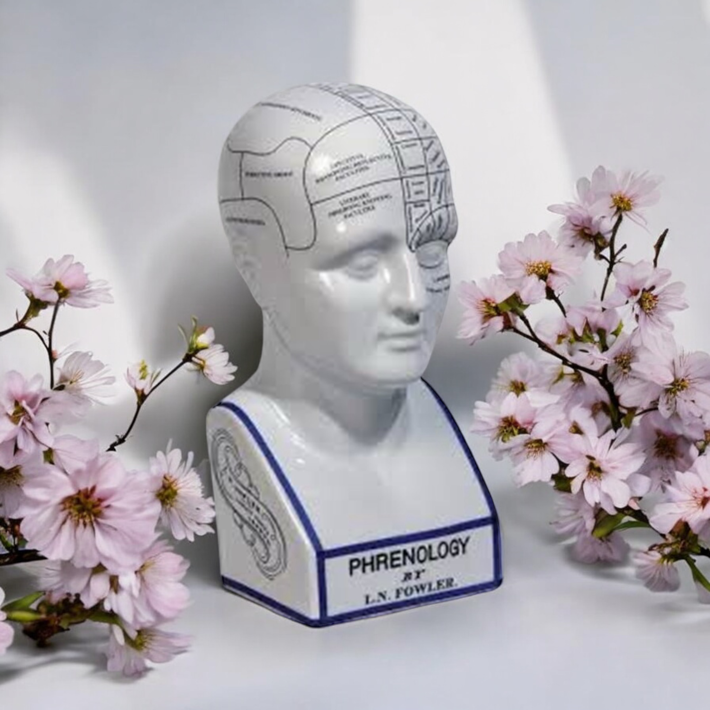 16" PHRENOLOGY HEAD Home Decor