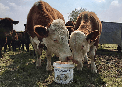 DK Cattle Molamin Bucket