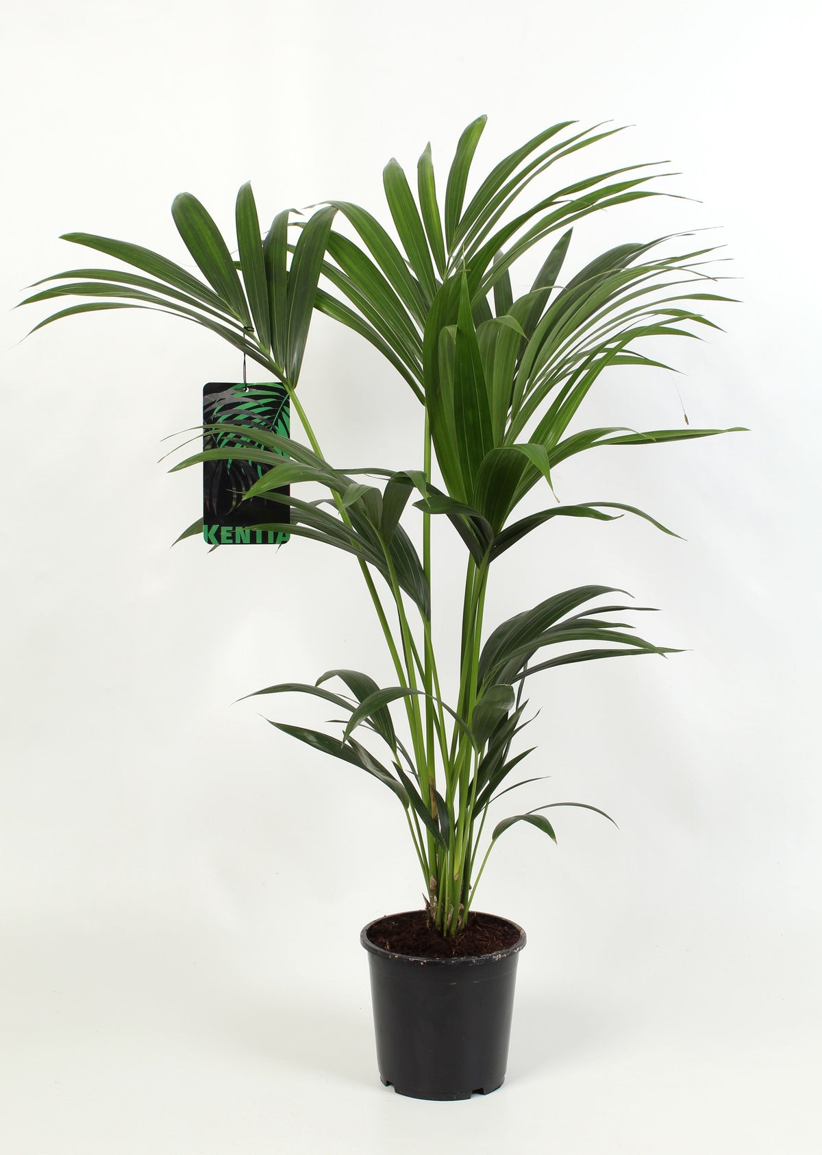Howea Forsteriana 4pp