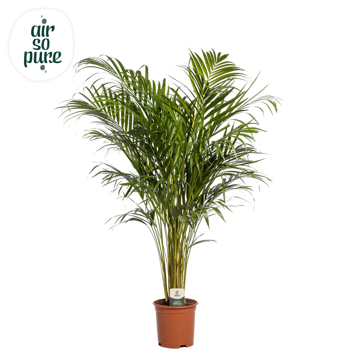 Dypsis Lutescens