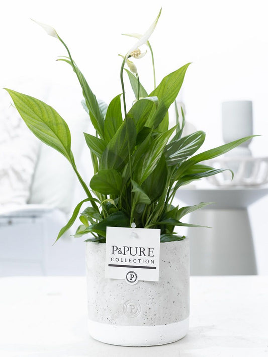 Spath Overig Keramiek Jade