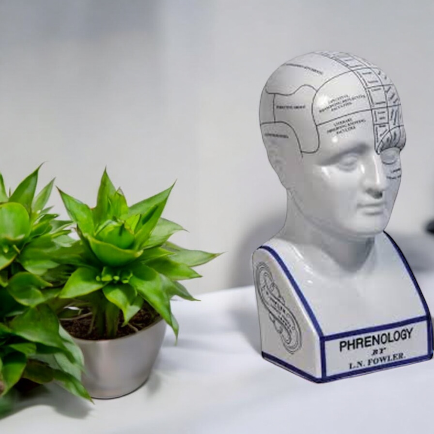 16" PHRENOLOGY HEAD Home Decor