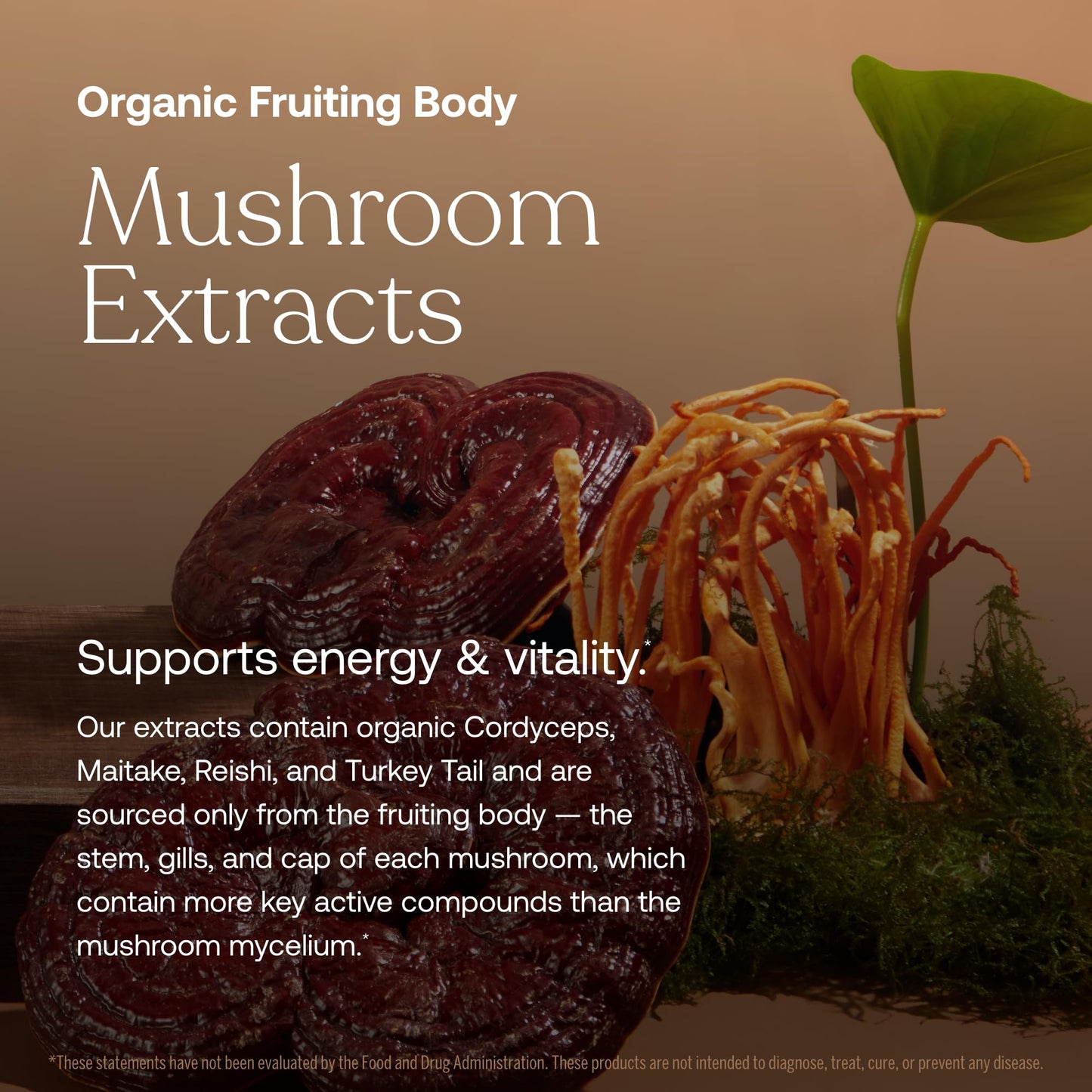 True Grace One Daily Men's Multivitamin - Fermented Minerals, Organic Adaptogens & Mushrooms