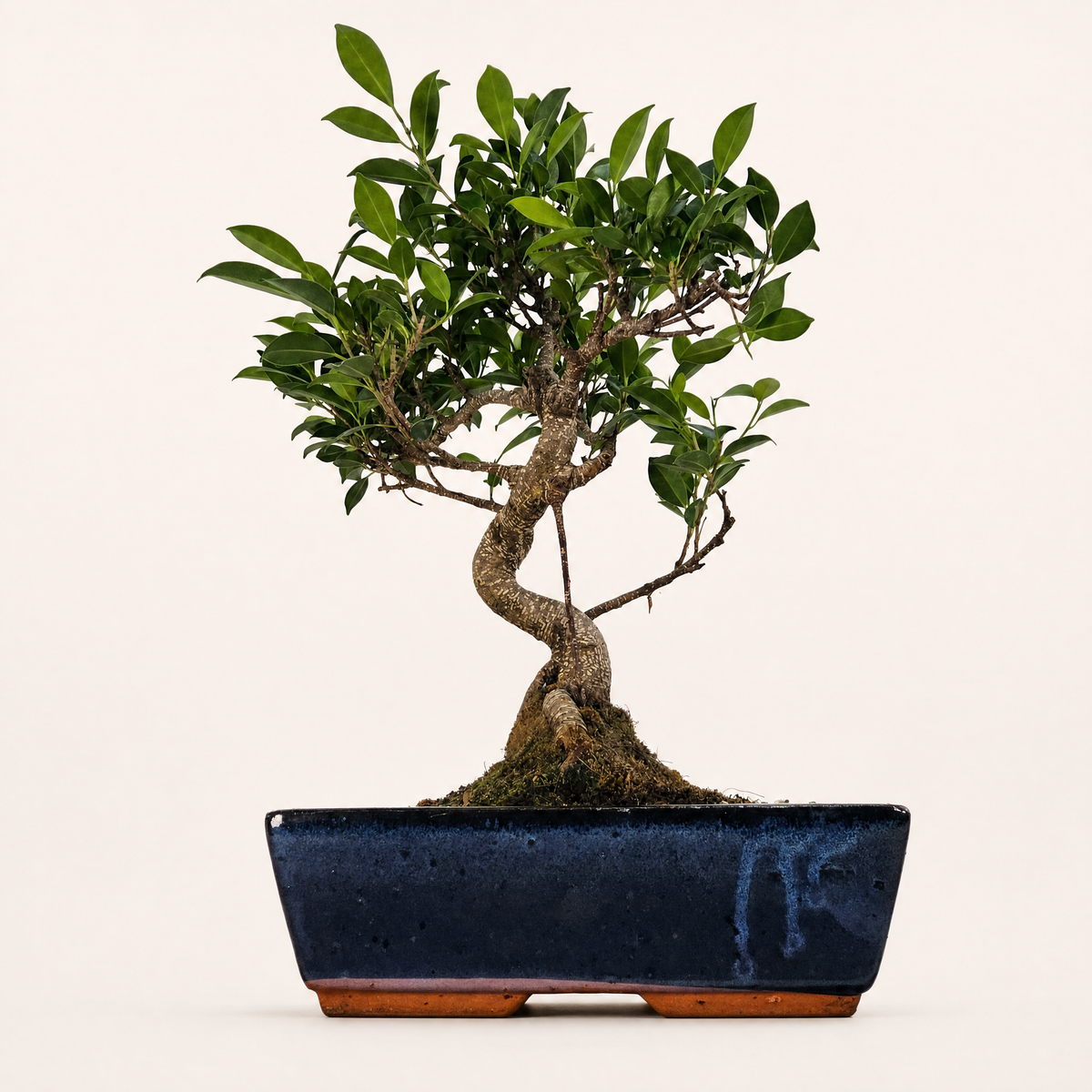 Ficus Microcarpa (Banyan Fig) Indoor Bonsai Tree | Shaped | In 30cm Pot