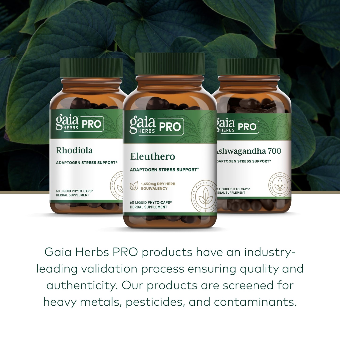 Gaia Herbs PRO Eleuthero - Adaptogen Supplement for Stress & Energy | 60 Vegan Liquid Phyto-Capsules (60 Servings)