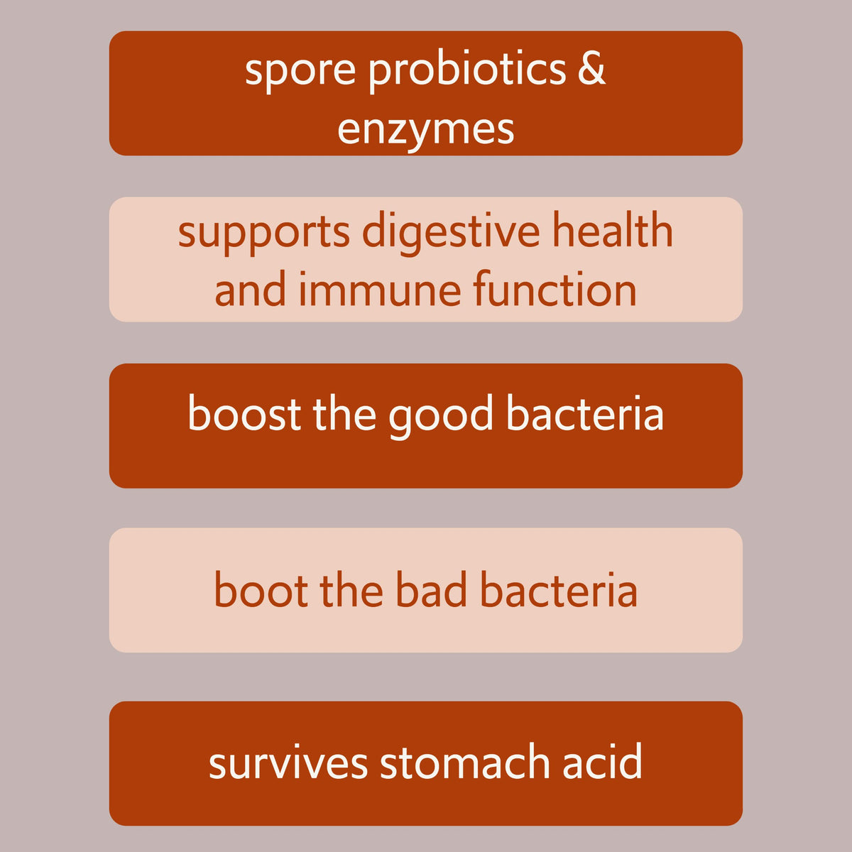 New Bacillus B3 Probiotic Complex & Enzymes – 60 Capsules (100% Spore-Based SBO)