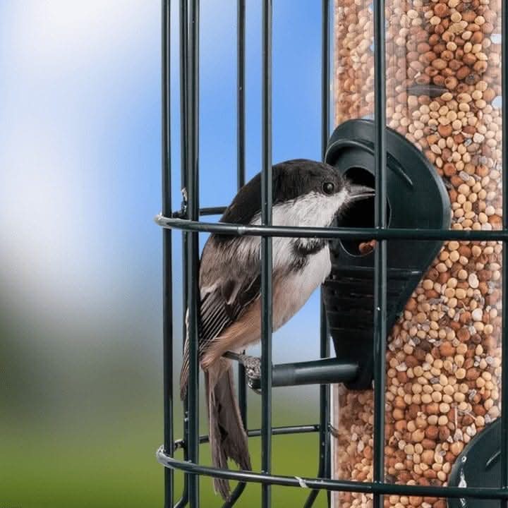 Caged Bird Seed Feeder Squirrel Guard Pastel Green 24cm