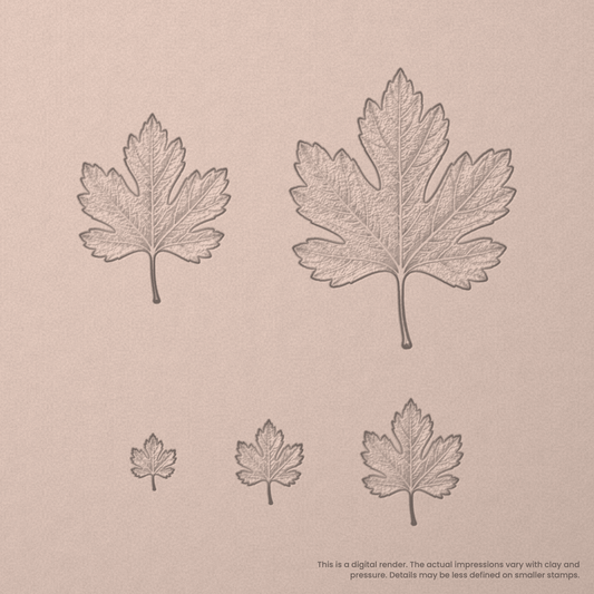 Hawthorn Leaf Stamps - Photo Textured