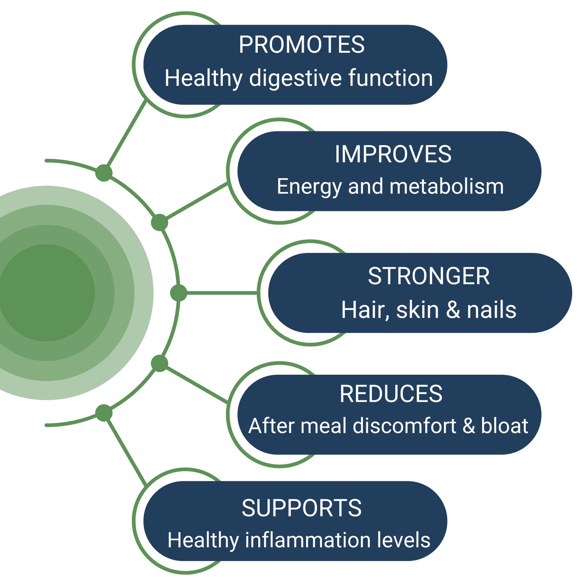 Healthy Gut HCL Guard+ | Supports Digestive Function with Betaine HCl, Ginger, DGL, Pepsin | 60 Servings