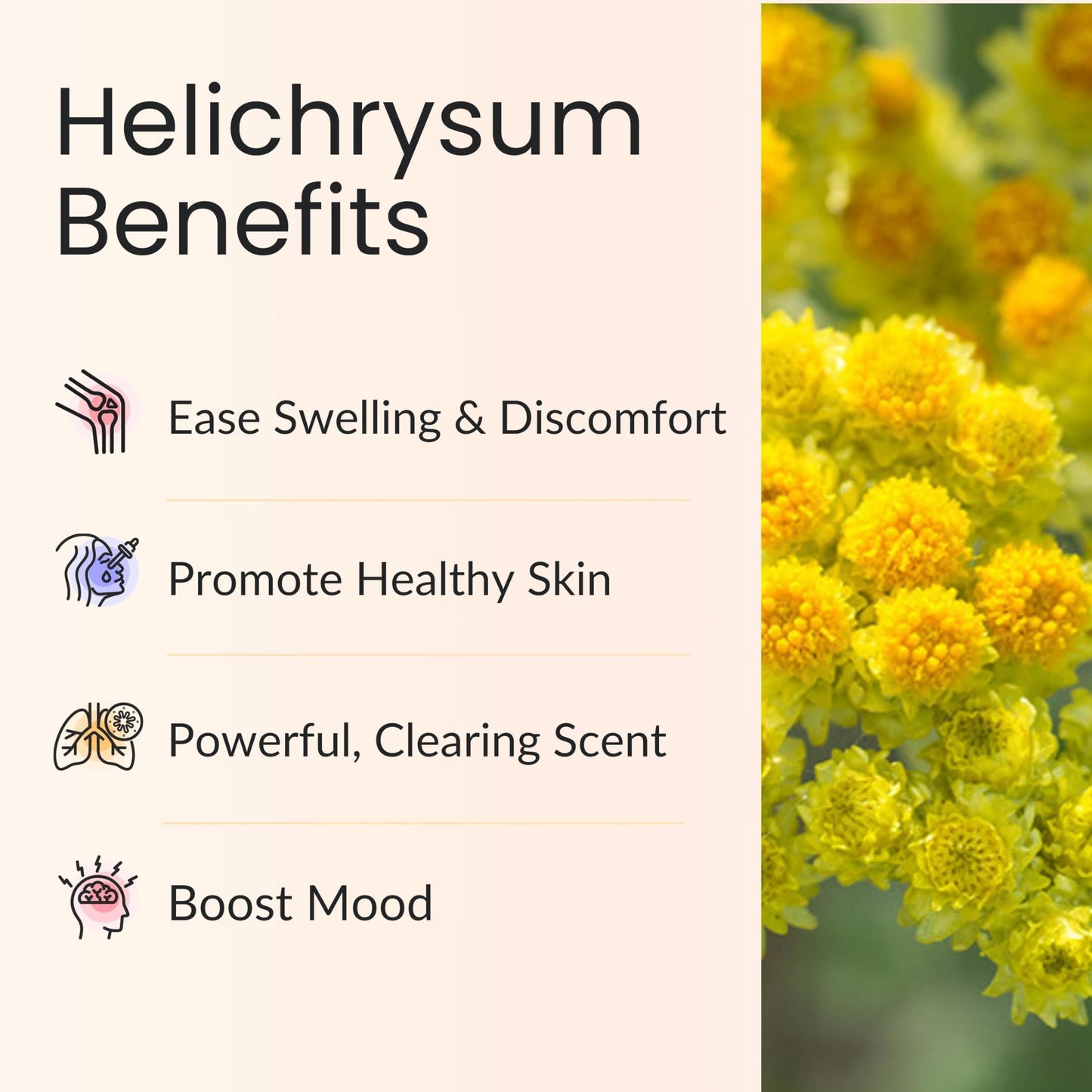 Vitality Extracts Helichrysum Essential Oil 10ml Roll-On | Skin Care & Stress Relief