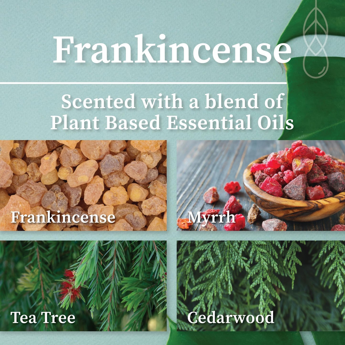 Hemlock Park Wood Wick Candle | Natural Coconut Wax, Frankincense (7.2 oz)