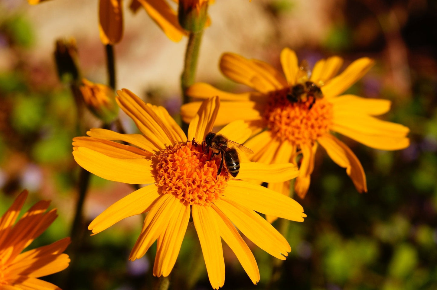 Arnica Massage Balm – Natural Skin Care & Relaxing Body Cream & Oil – Handmade in Yorkshire