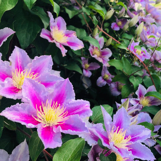 Clematis Piilu 50cm