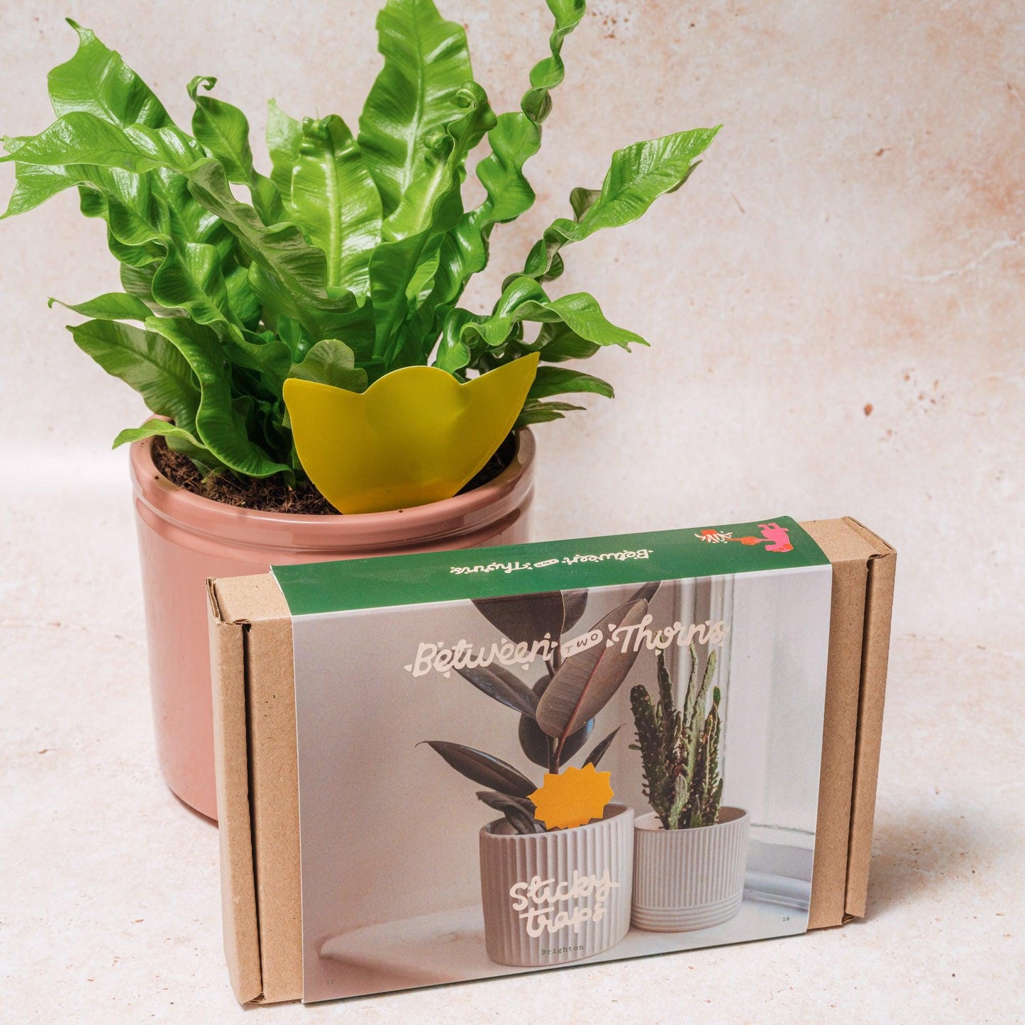 Sticky Traps for Fungus Gnats