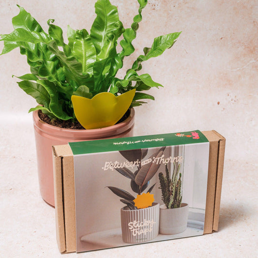 Sticky Traps for Fungus Gnats