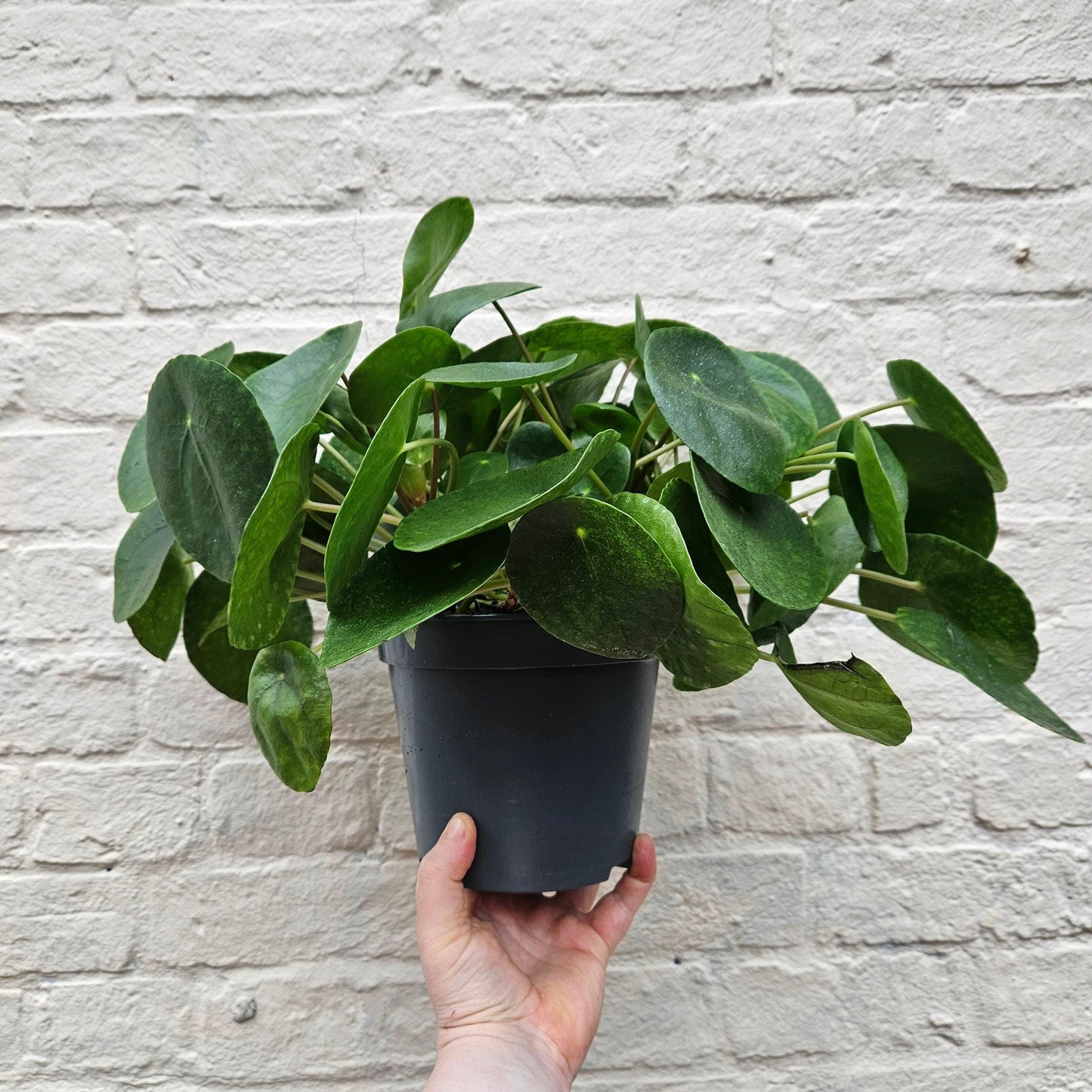 Pilea peperomioides (Chinese Money Plant)