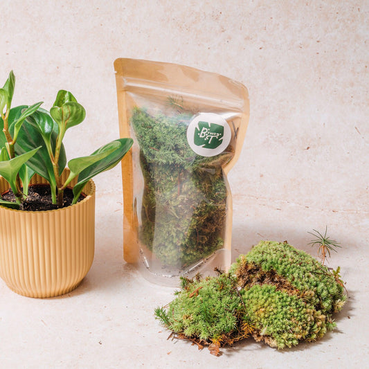 Leucobryum glaucum (Bun moss)