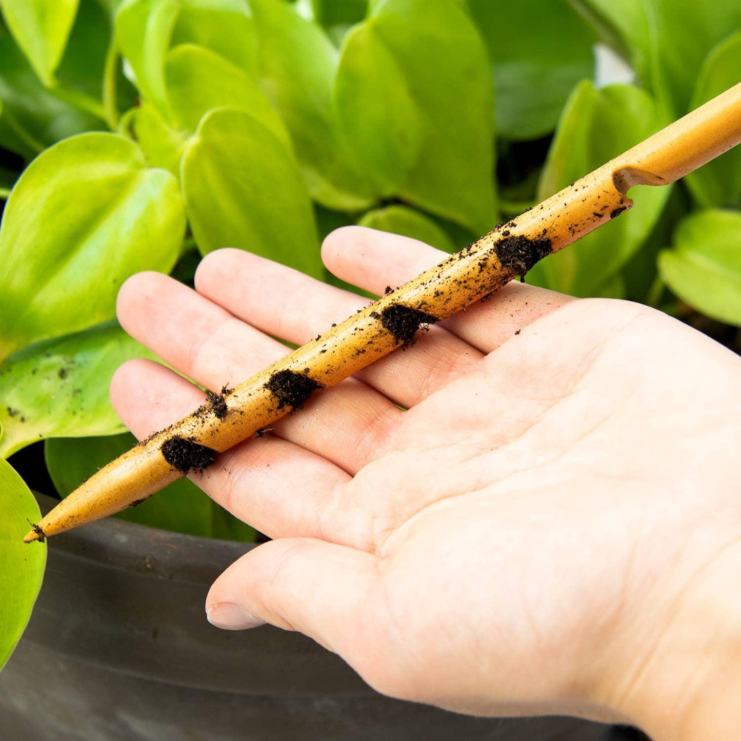 The Soil Checker - wooden soil probe to check soil moisture