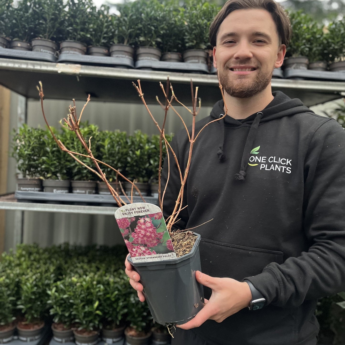 Deutzia x hybrid 'Strawberry Fields' 1L/2L