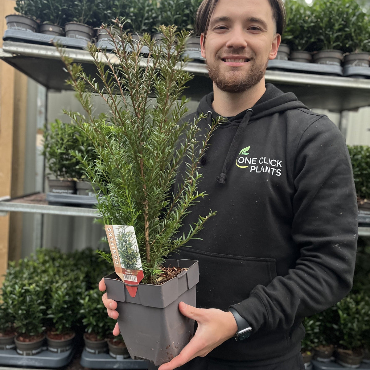 Yew Hedging - Taxus Baccata 9cm/2L