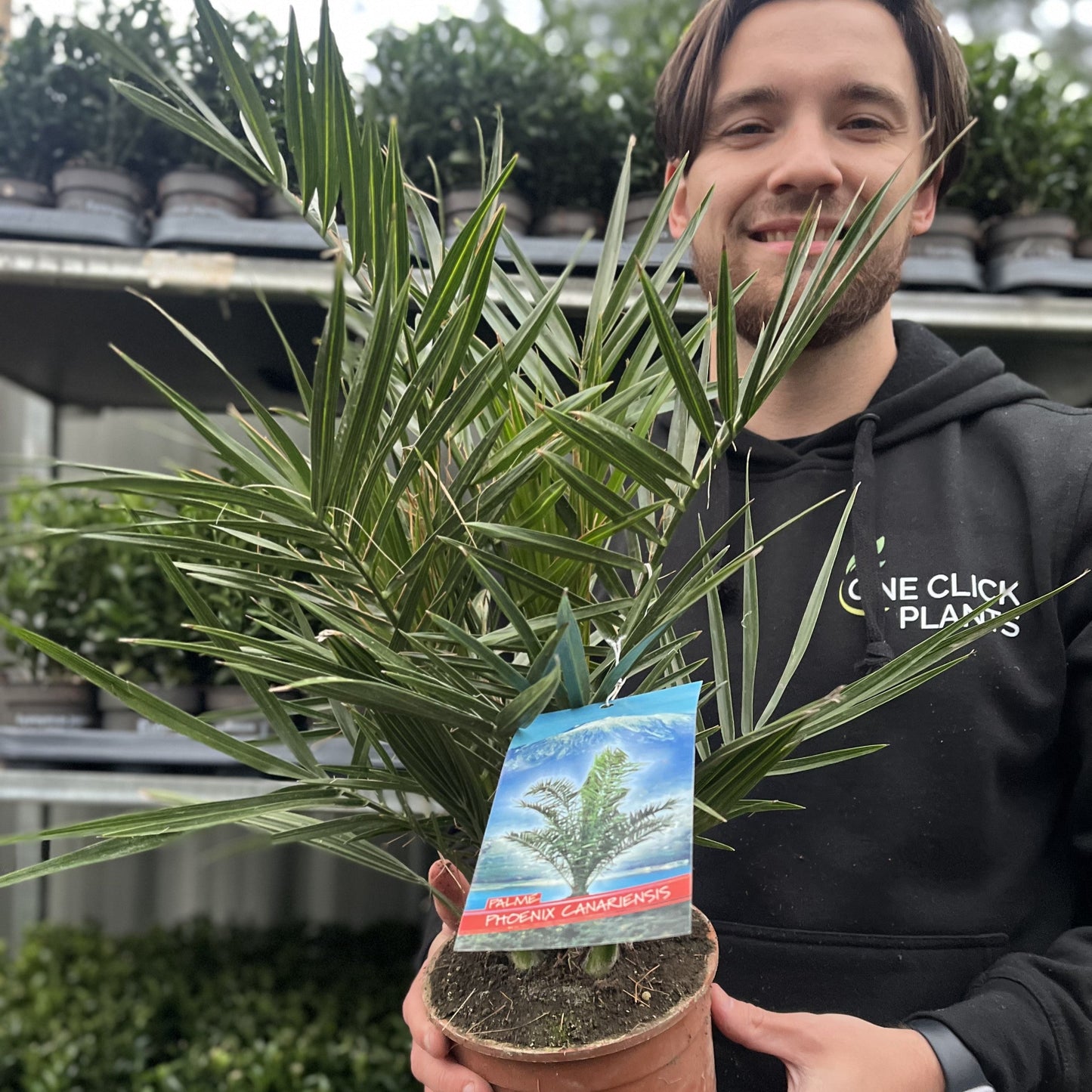 Phoenix Palm | Phoenix canariensis 'Canary Island Date Palm' 60-70cm / 70-80cm