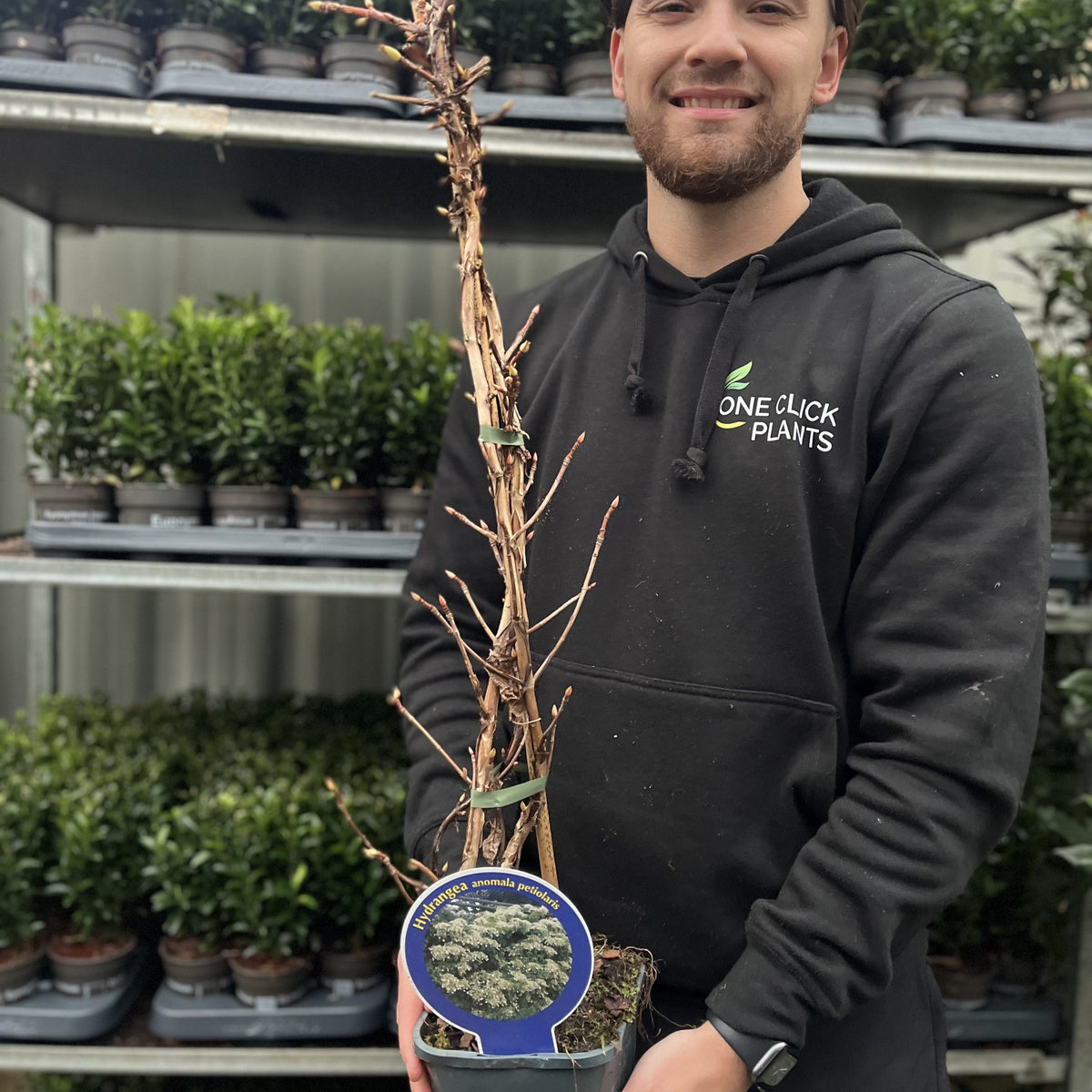 Climbing Hydrangea 'Hydrangea petiolaris' 1.5L (60-70cm)
