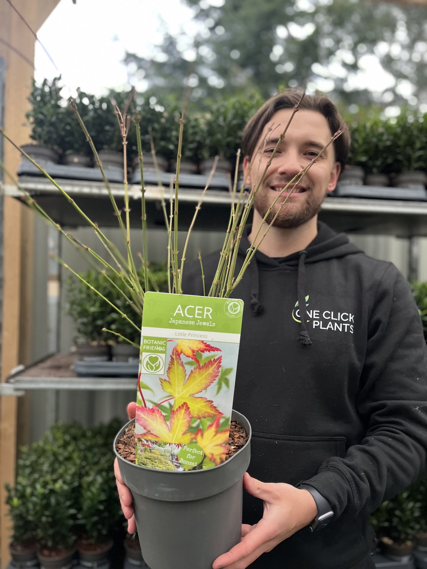 Acer palmatum 'Little Princess' 2L/3L