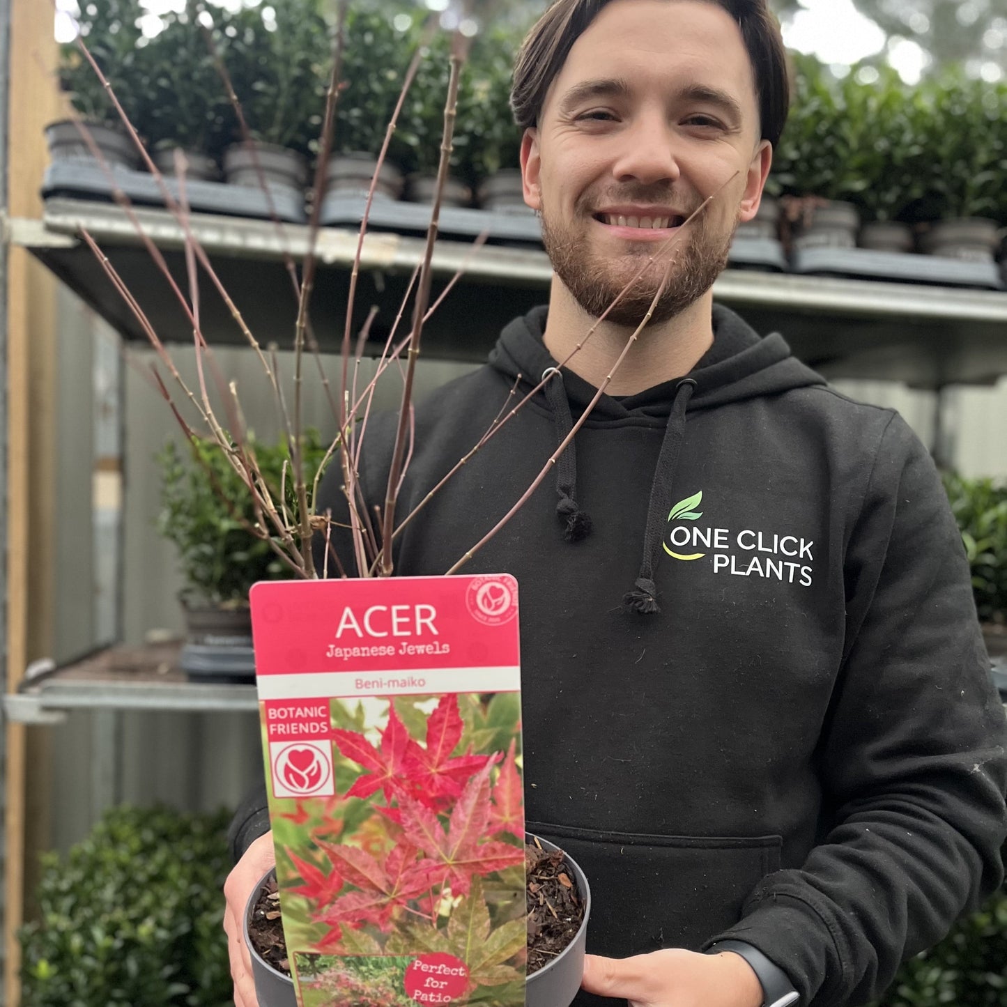 Acer palmatum Beni-maiko 3L