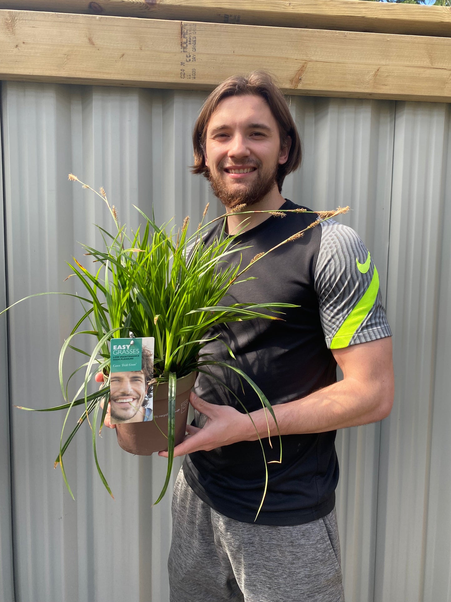 Carex oshimensis 'Irish Green' 2L / 3L