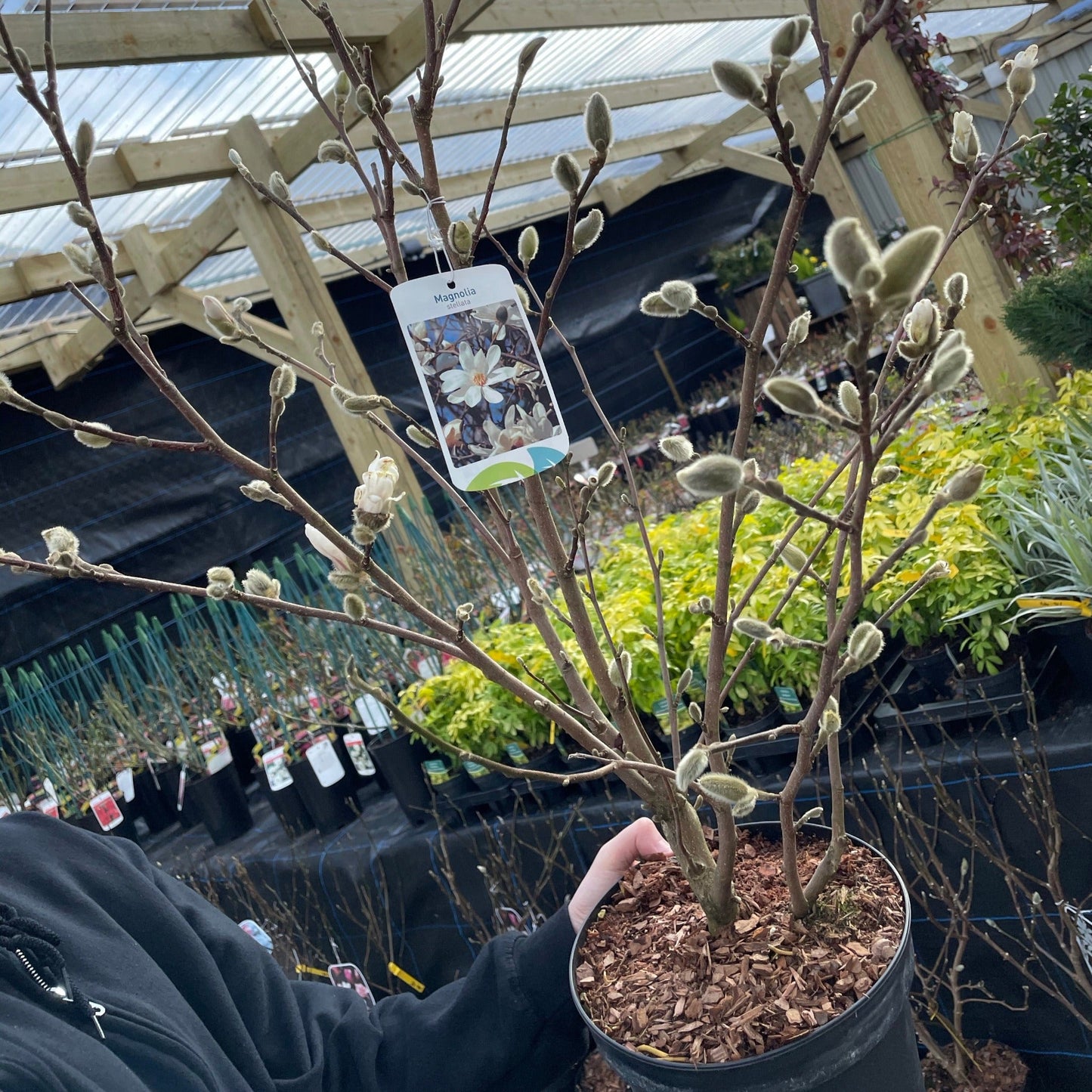 Magnolia stellata | Star Magnolia 9cm - 5L