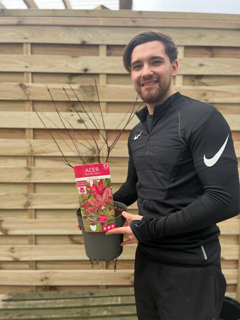 Acer palmatum Beni-maiko 3L